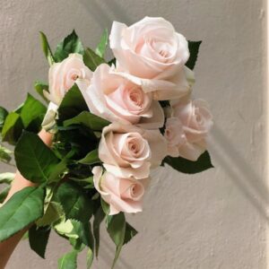 Ý nghĩa các loài hoa trong tình yêu và đời sống 1 Ý nghĩa các loài hoa đẹp được ưa chuộng