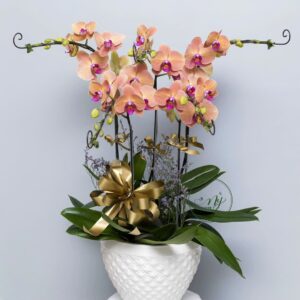 Chậu lan Hồ Điệp HD01