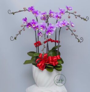 Chậu lan Hồ Điệp HD02