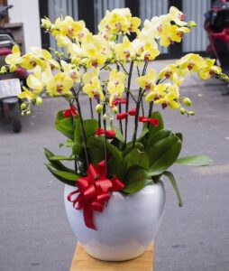 Chậu lan Hồ Điệp HD03