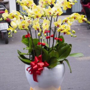 Chậu lan Hồ Điệp HD03