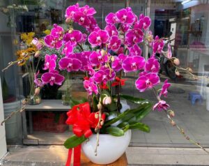 Chậu lan Hồ Điệp HD04