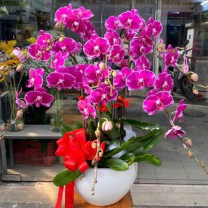 Chậu lan Hồ Điệp HD04