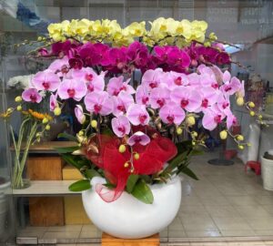 Chậu lan Hồ Điệp HD05
