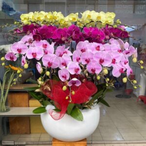 Chậu lan Hồ Điệp HD05