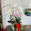 Chậu lan Hồ Điệp HD06
