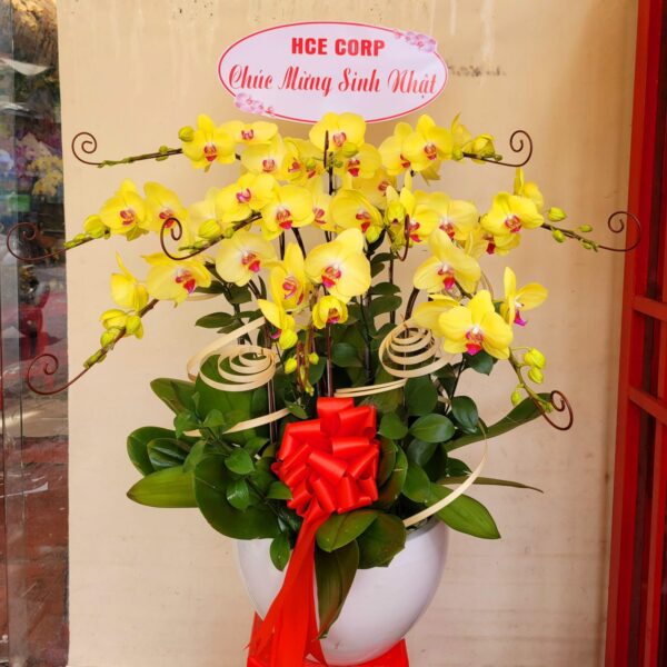 Chậu lan Hồ Điệp HD02