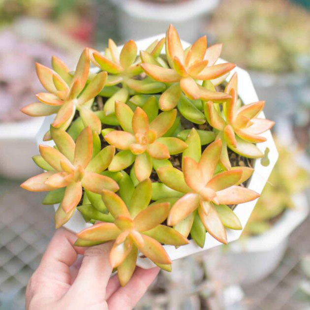 Hoa sen đá - Một tiệm hoa tươi cửa hàng hoa đẹp Thủ Đức