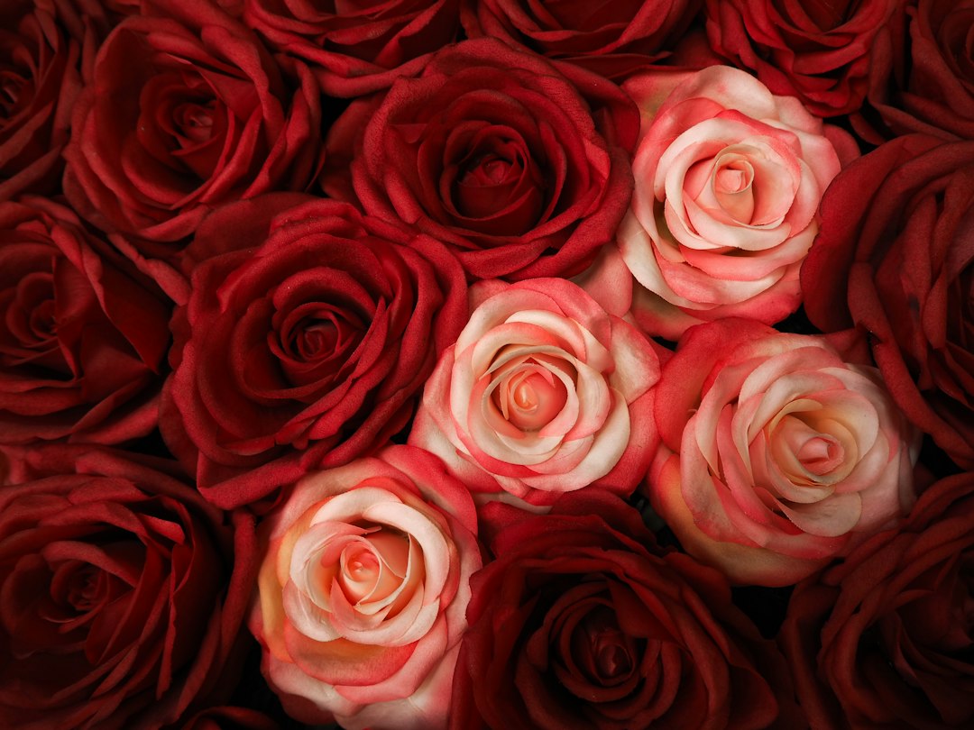 hoa tặng sinh nhật - red and white roses in close up photography (Unsplash: Margarida Afonso)